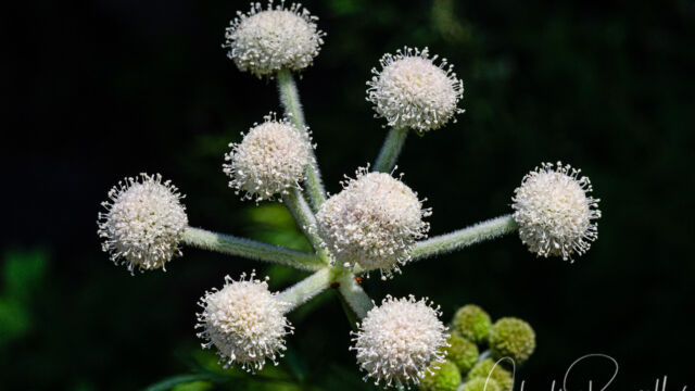 Angelica capitellata Ranger's buttons, Angelica capitellata