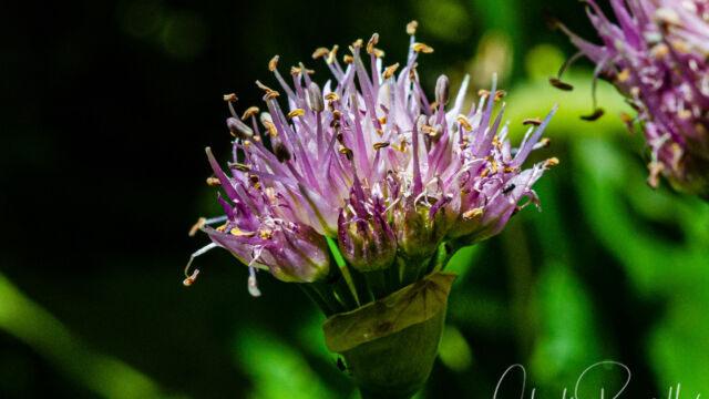Allium validum Swamp onion (Pacific onion), Allium validum