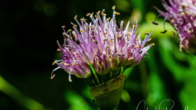 Allium validum Swamp onion (Pacific onion), Allium validum