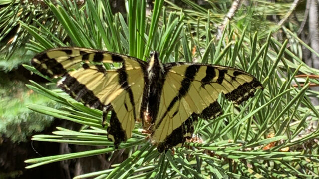 Papilio rutulus Western Tiger Swallowtail, Papilio rutulus