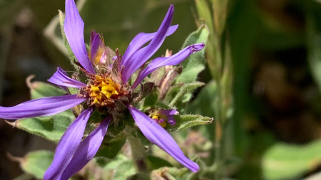 Eurybia integrifolia Thickstem aster, Eurybia integrifolia