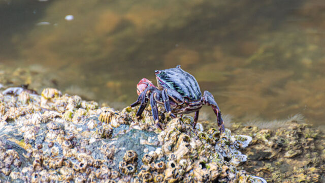 Pachygrapsus crassipes Striped Shore Crab, Pachygrapsus crassipes
