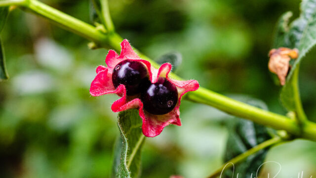 Lonicera involucrata, in fruit Twinberry honeysuckle, Lonicera involucrata