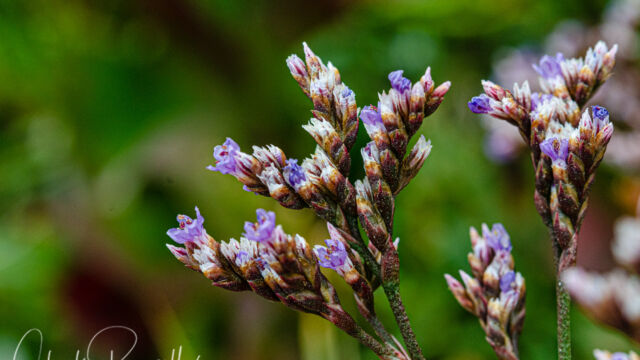 Limonium californicum Western marsh rosemary, Limonium californicum