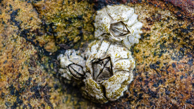 Balanus glandula Pacific Acorn Barnacle, Balanus glandula