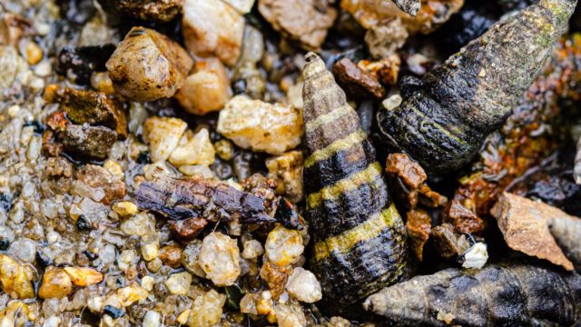 Batillaria attramentaria Japanese False Cerith, Batillaria attramentaria