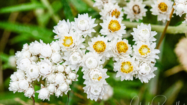 Anaphalis margaritacea Pearly everlasting, Anaphalis margaritacea