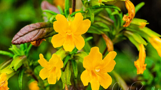 Diplacus aurantiacus Sticky monkeyflower, Diplacus aurantiacus