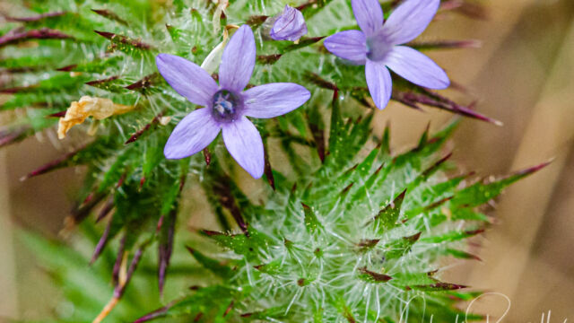Navarretia squarrosa Skunkweed, Navarretia squarrosa