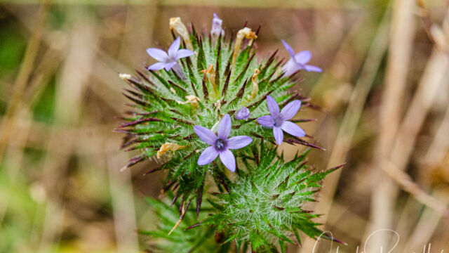 Navarretia squarrosa Skunkweed, Navarretia squarrosa