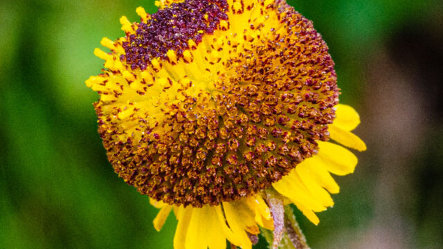 Aka sneezeweed. Helenium puberulum Rosilla, Helenium puberulum