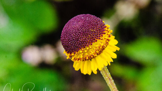 Aka sneezeweed. Helenium puberulum Rosilla, Helenium puberulum