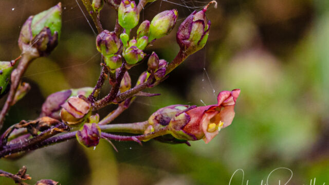 Scrophularia californica California bee plant, Scrophularia californica