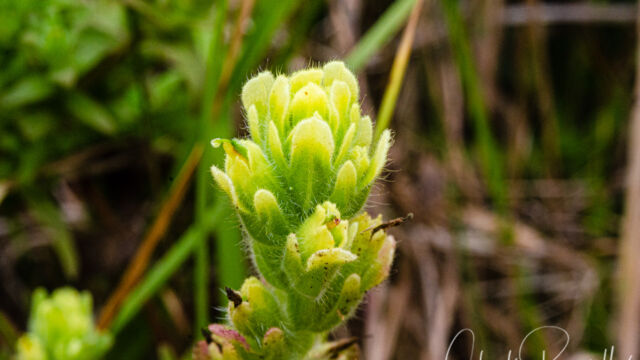 Castilleja wightii Wight's paintbrush, Castilleja wightii