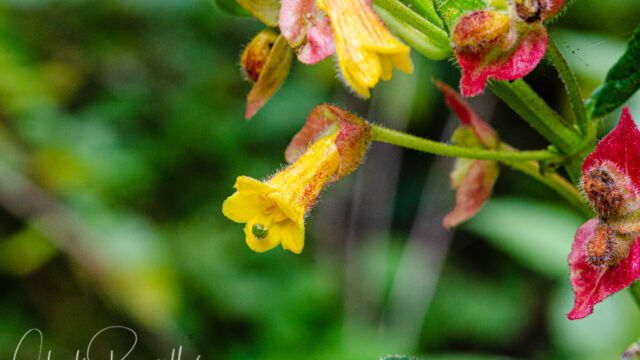 Lonicera involucrata Twinberry honeysuckle, Lonicera involucrata