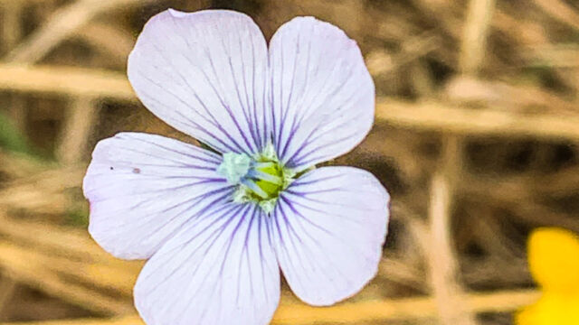 Linum bienne Pale flax, Linum bienne