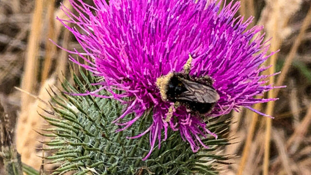 Cirsium vulgare. With Yellow-faced Bumble Bee, Bombus vosnesenskii Bull Thistle, Cirsium vulgare. With Yellow-faced Bumble Bee, Bombus vosnesenskii