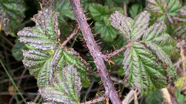 Rubus ursinus California blackberry, Rubus ursinus