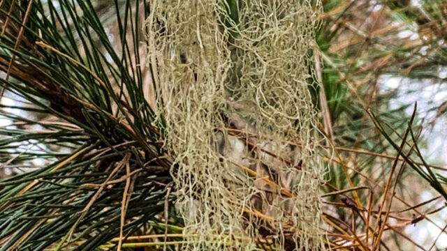 Ramalina menziesii. CA State Lichen Lace Lichen, Ramalina menziesii