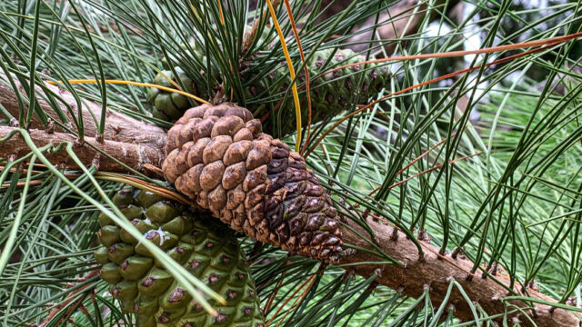 Pinus radiata. CNPS 1B.1 in native range, but also is widely planted worldwide (considered invasive sometimes) Monterey pine, Pinus radiata