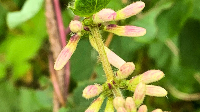 Lonicera hispidula Pink honeysuckle, Lonicera hispidula