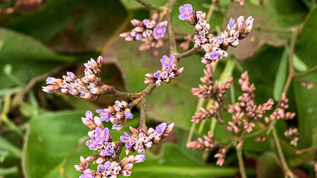 Limonium californicum Western marsh rosemary, Limonium californicum