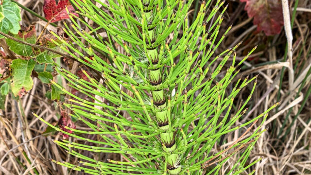 Equisetum telmateia ssp. braunii Giant horsetail, Equisetum telmateia ssp. braunii