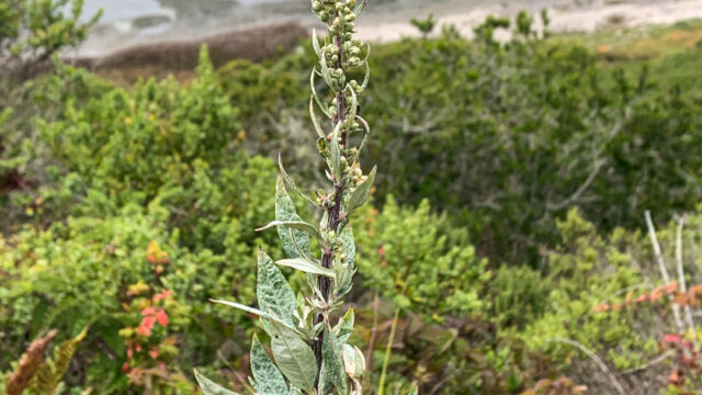 Artemisia douglasiana California Mugwort, Artemisia douglasiana