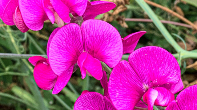 Lathyrus latifolius Perennial sweet pea, Lathyrus latifolius