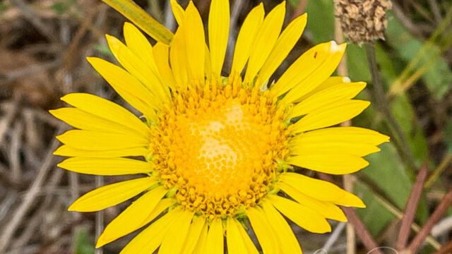 Grindelia hirsutula Hairy gumweed, Grindelia hirsutula