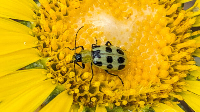 Diabrotica undecimpunctata. On Grindelia hirsutula Spotted Cucumber Beetle, Diabrotica undecimpunctata