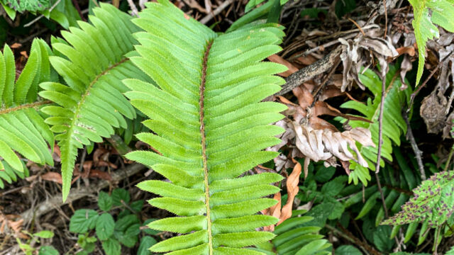 Polystichum munitum (top view) Western Sword Fern, Polystichum munitum