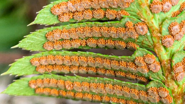 Polystichum munitum (bottom view) Western Sword Fern, Polystichum munitum