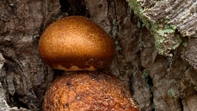 Cryptoporus volvatus Veiled Polypore, Cryptoporus volvatus