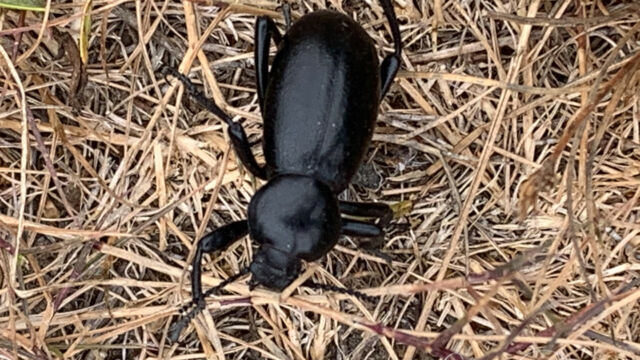 Coelocnemis sp. Darkling Beetle, Coelocnemis sp.