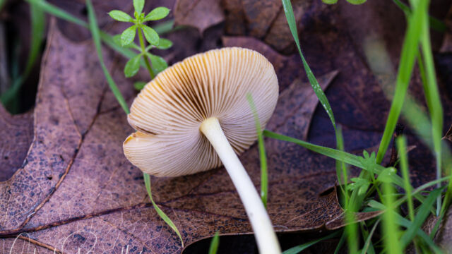 Agrocybe pediades Common Fieldcap, Agrocybe pediades