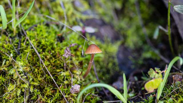 Mycena californiensis. Tinier than the tip of my finger California Mycena, Mycena californiensis