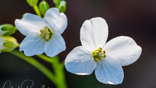 Cardamine californica Milkmaids, Cardamine californica