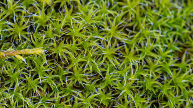 Syntrichia ruralis Star Moss, Syntrichia ruralis