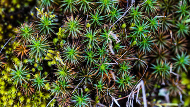 Polytrichum sp. Haircap Mosses, Polytrichum sp.