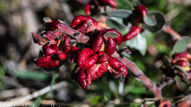 Tamalia coweni. An unusually dense infestation of these, you almost couldn't tell that this was a manzanita Manzanita Leafgall Aphid, Tamalia coweni.