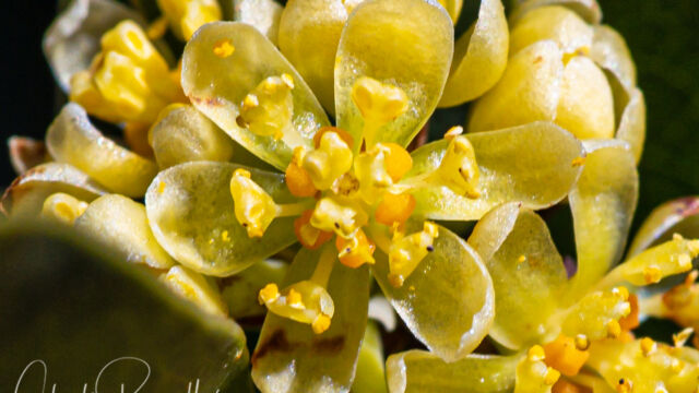 Umbellularia californica California bay, Umbellularia californica