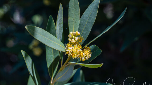 Umbellularia californica California bay, Umbellularia californica