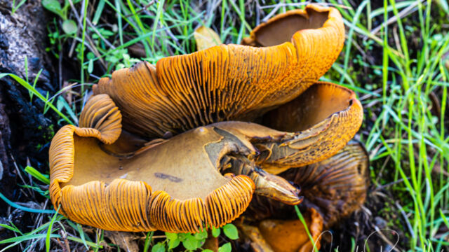 Omphalotus olivascens Western Jack-O'-Lantern, Omphalotus olivascens