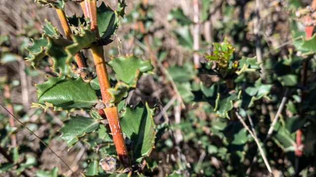 Ceanothus divergens. CNPS rank 1B.2 Calistoga ceanothus, Ceanothus divergens