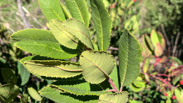 Heteromeles arbutifolia Toyon, Heteromeles arbutifolia