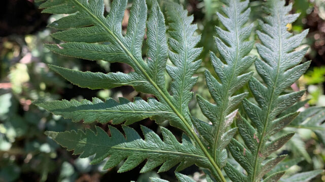 Woodwardia fimbriata Giant Chain Fern, Woodwardia fimbriata