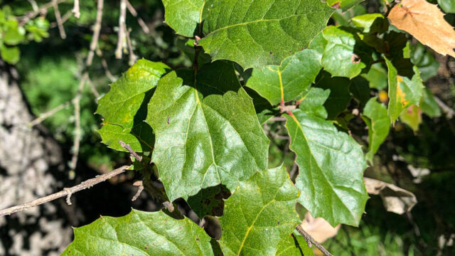 Quercus agrifolia Coast live oak, Quercus agrifolia