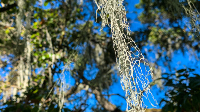Ramalina menziesii. CA official state lichen Lace Lichen, Ramalina menziesii