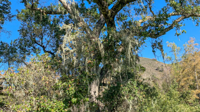 Quercus agrifolia Coast live oak, Quercus agrifolia